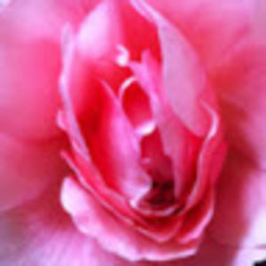 Meet your Posher, Yolanda